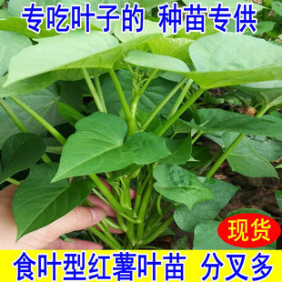 食用叶型红薯苗地瓜叶红蜜薯秧藤福薯台农专吃叶子番薯叶苕尖蔬菜