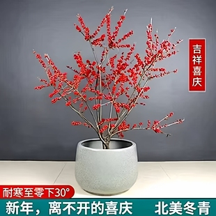 北美冬青盆栽红色果枝室内观赏植物耐寒基地销售