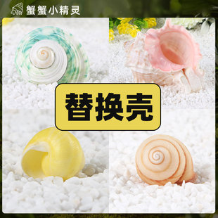 寄居蟹替换壳 饰鱼缸造景备用 房子大号小号天然贝壳海螺壳摆件装