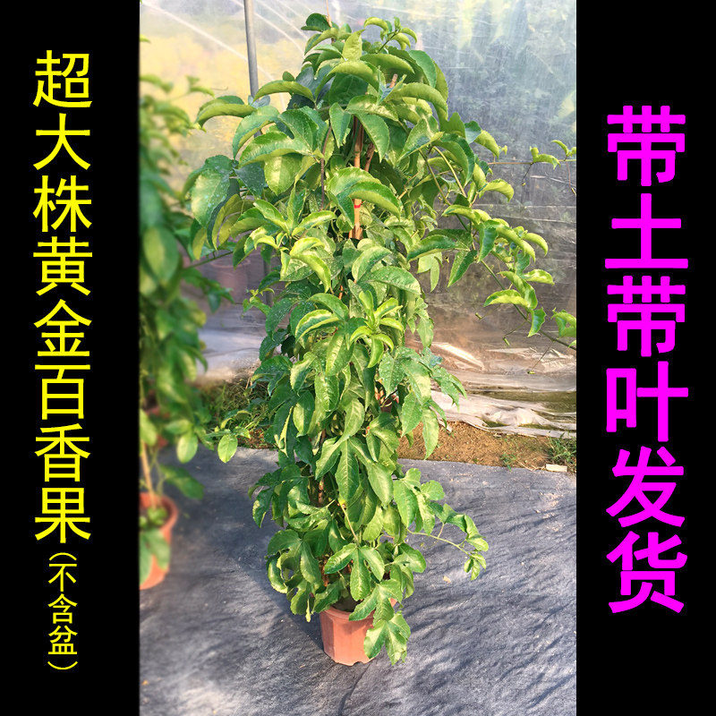 黄金百香果大苗紫香绿植爬藤植物当年结果大树苗果树盆栽四季南方