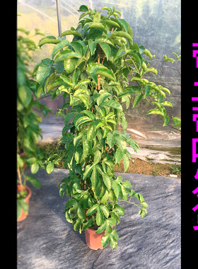 绿植紫香当年结果四季南方大苗