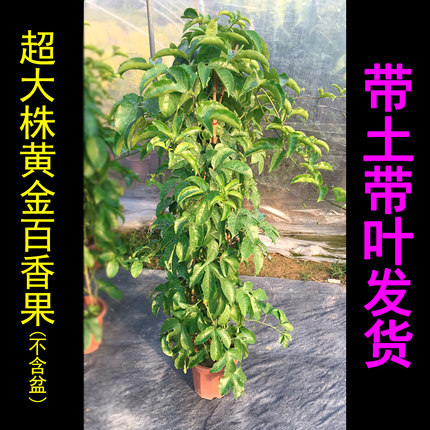 黄金百香果大苗紫香绿植爬藤植物当年结果大树苗果树盆栽四季南方