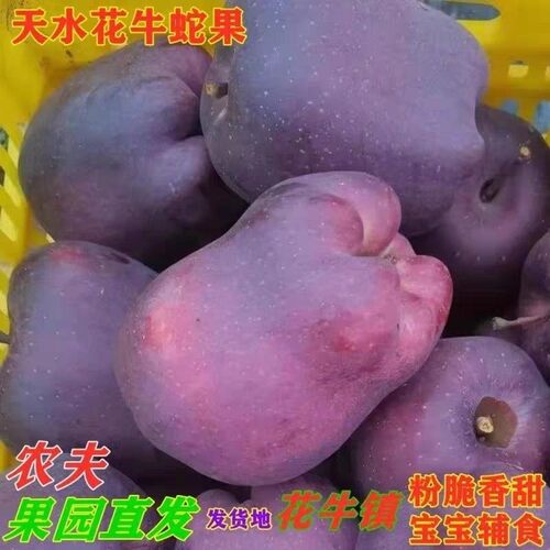 2025新果甘肃天水花牛苹果10斤脆甜粉面婴儿辅食刮泥水果一整箱