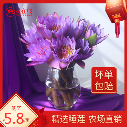 云南睡莲鲜花直批直发剑兰百合花束腊梅同城速递室内水养插花