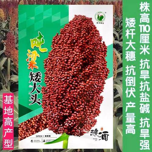 矮杆高粱种籽早熟抗病酿酒
