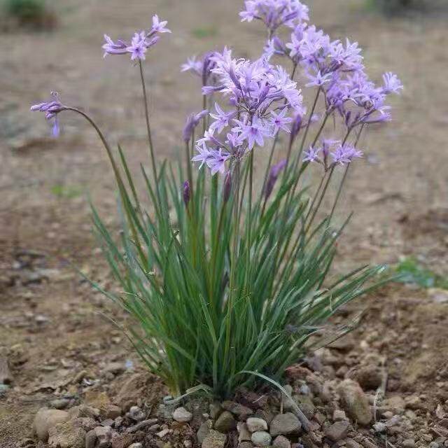 紫娇花洋韭菜花苗可食用阳台常绿花卉花期超长庭院造景花境多年生