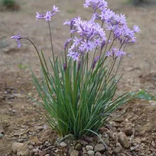 紫娇花苗盆栽洋韭菜花耐热耐寒
