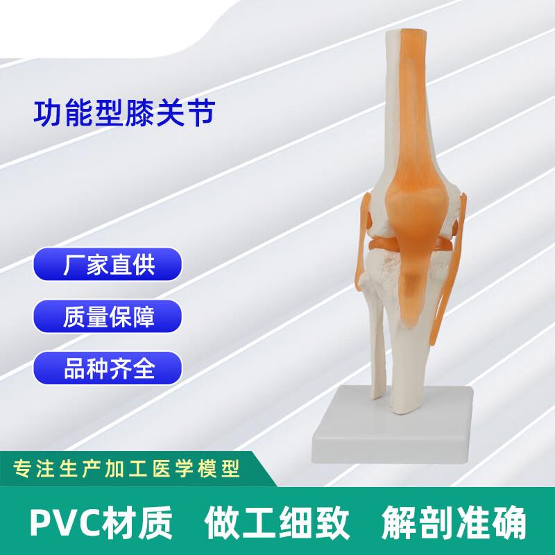 谋福功能型膝关节模型人体膝关节功能模型人体骨骼关节模型(膝关