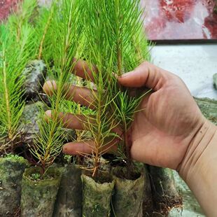 马尾松树苗湿地松苗马尾松苗马尾松小苗南北方种植野生松树苗