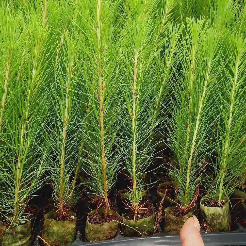 马尾松树苗马尾松杯苗湿地松苗马尾松小苗南北方种植野生松树苗