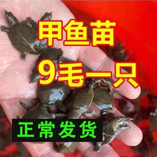 外塘生态中华甲鱼苗鳖苗鲜活团鱼水鱼苗100王八苗龙鱼小甲鱼包邮