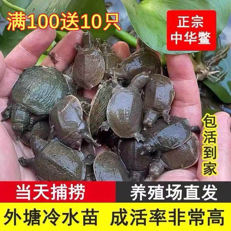 外塘生态中华甲鱼苗鳖苗鲜活团鱼水鱼苗王八苗小甲鱼100鲜活甲鱼