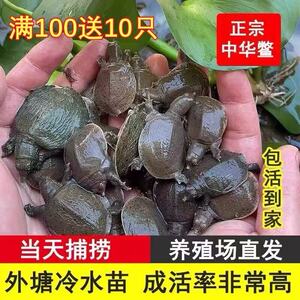 外塘生态中华甲鱼苗鳖苗鲜活团鱼水鱼苗王八苗小甲鱼100鲜活甲鱼