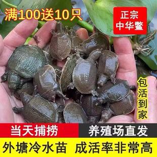 外塘生态中华甲鱼苗鳖苗鲜活团鱼水鱼苗王八苗小甲鱼100鲜活甲鱼