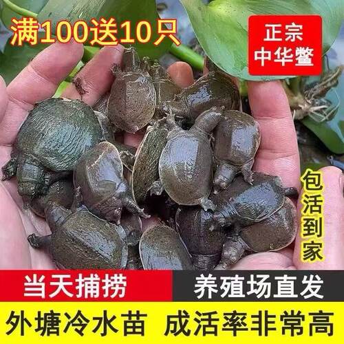 外塘生态中华甲鱼苗鳖苗鲜活团鱼水鱼苗王八苗小甲鱼100鲜活甲鱼