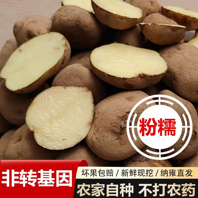 高山迷你小土豆本地黄心马铃薯种