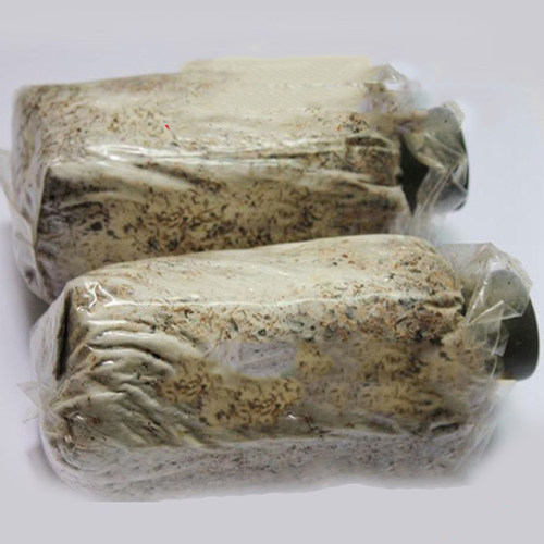 羊肚菌栽培种出菇菌包技术资料