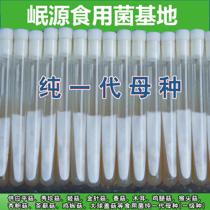食用菌纯一代试管母种斜面平菇木耳香菇灵芝秀珍一级种新品种菌种