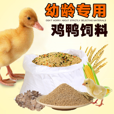 宠物小黄鸭子柯尔喂鸡稻谷