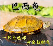 小青头活物小型便宜好养易活的龟1