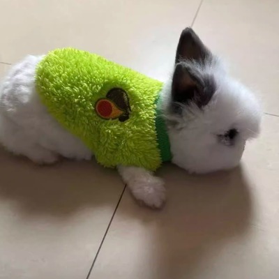荷兰猪豚鼠衣服宠物兔小子