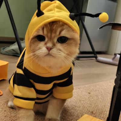 猫咪衣服秋冬防掉毛宠物牵