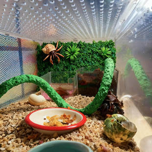 寄居蟹专用攀爬网格真米兰草植物墙草皮背景墙面塑料假草坪造景