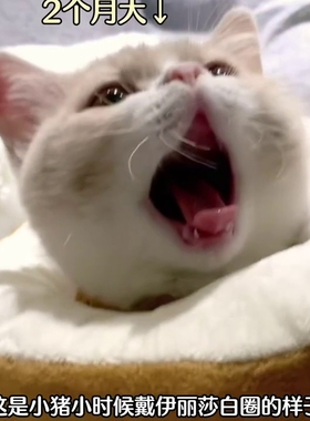 猫咪专用吐司头套伊丽莎白圈脖圈绝育耻辱圈防舔防咬防抓上药吃药