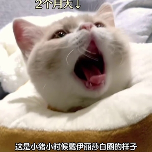 猫咪专用吐司头套伊丽莎白圈脖圈绝育耻辱圈防舔防咬防抓上药吃药