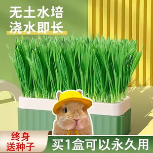 兔子草种植小兔子爱吃的草解闷玩具排毛化毛球神器宠物荷兰猪零食