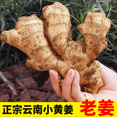 正宗云南小黄姜新鲜老姜罗平生姜