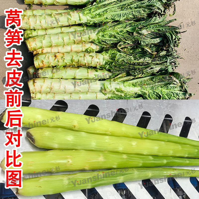全自动商用怀山药削皮机牛蒡木薯削皮机连续式贡菜加工设备