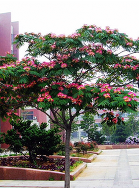 合欢树苗盆栽红色黄粉色绒花树绿植花卉金合欢苗庭院观花植物