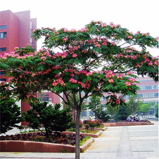 合欢树苗盆栽红色黄粉色绒花树绿植花卉金合欢苗庭院观花植物