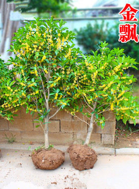 四季桂花苗金桂花苗日香桂花苗 桂花树苗丹桂红桂花 盆栽庭院种植