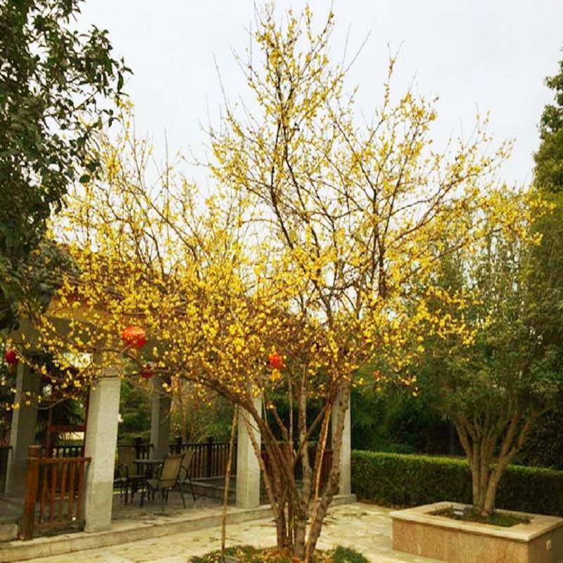 实生腊梅花树苗庭院丛生素心腊梅室外阳台浓香耐严寒树状腊梅花卉