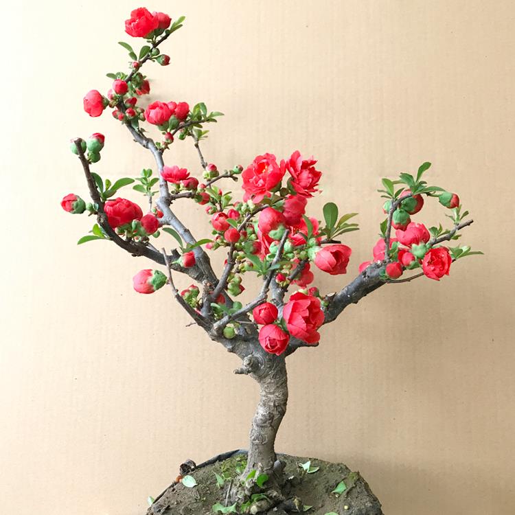 日本长寿冠海棠盆景 室内盆栽海棠花苗 盆景 当年开绿植花卉