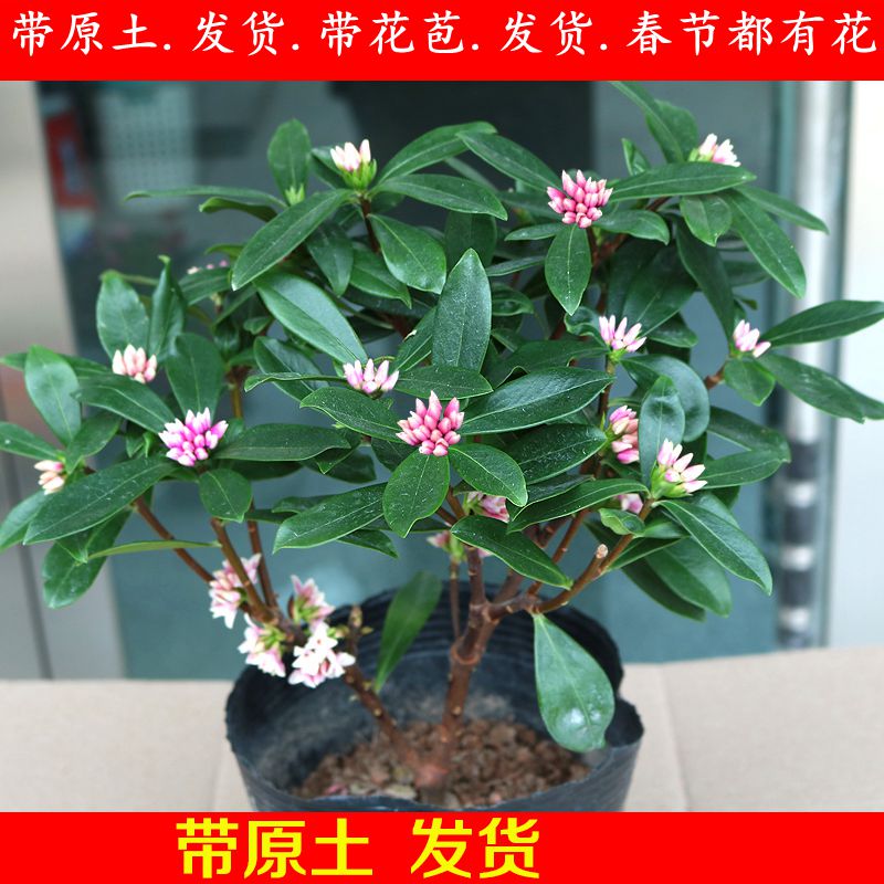 金边瑞香盆栽盆景花苗芳香花卉绿植耐寒年宵花室内冬季开花包邮图片