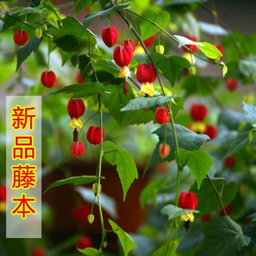 灯笼花盆栽藤本花卉当年开爬藤风铃花新品阳台倒挂金钟花爬藤植物
