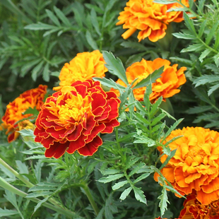 孔雀草花种子混色重瓣草花种子庭院室外景观花卉四季 易种花种籽子