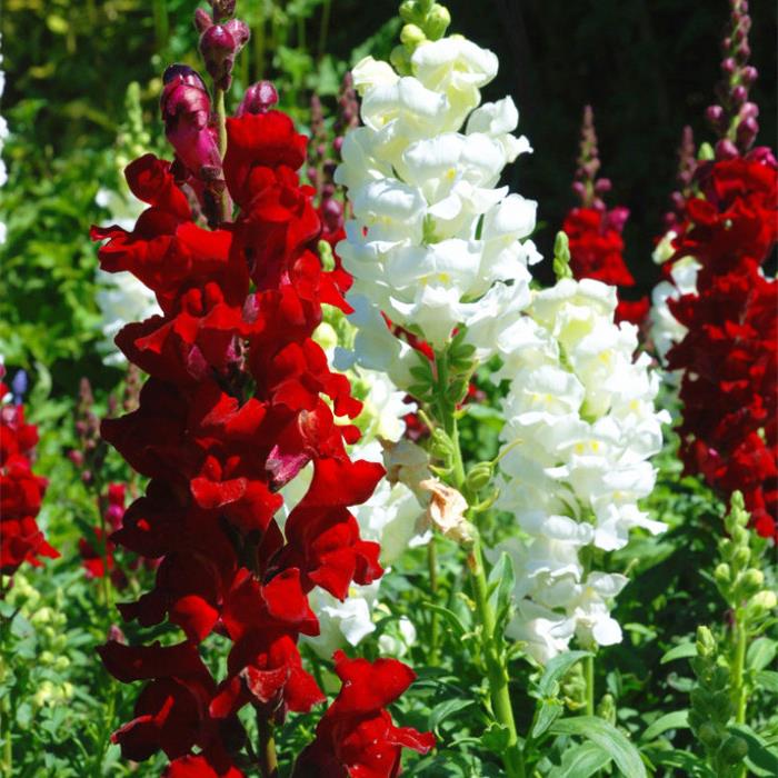 金鱼草种子 龙头花洋彩雀园林绿化景观花海公园庭院阳台花卉种子