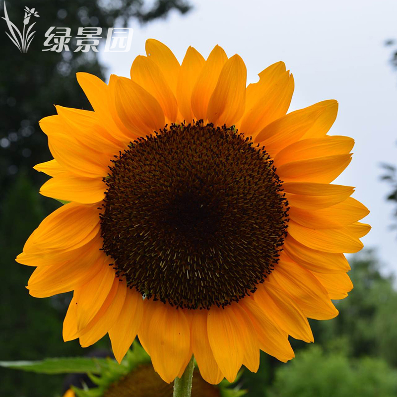 观赏矮向日葵种子彩色葵花种子景观园林庭院四季播易种植物花卉籽