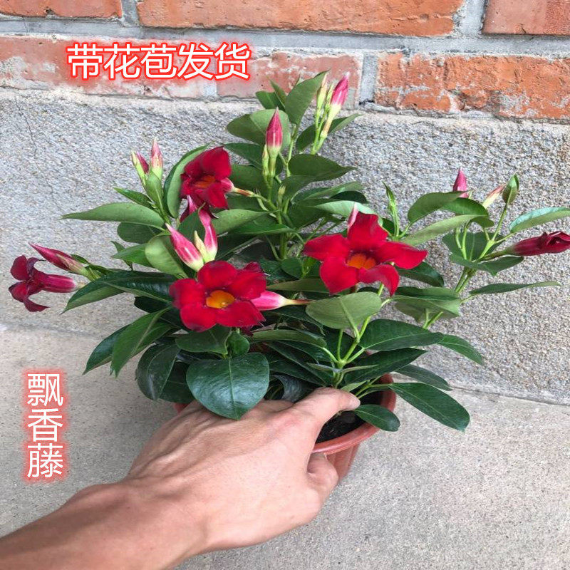 双线藤飘香藤花苗盆栽双喜藤室内四季开花花卉攀爬类植物带花发货