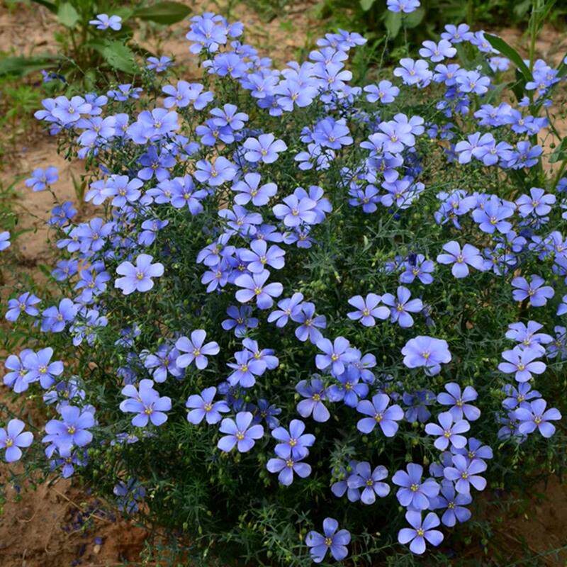 蓝花亚麻花种子室内外盆栽庭院花坛四季播易活多年生蓝紫花卉种孑