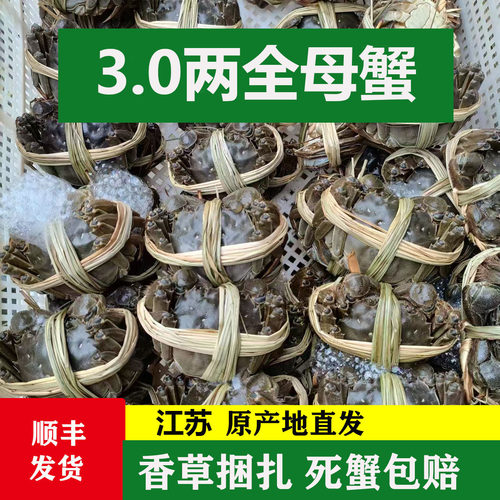 洪泽湖大闸蟹3母蟹10只