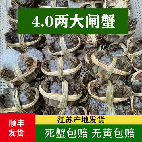 鲜活洪泽湖大闸蟹4两螃蟹