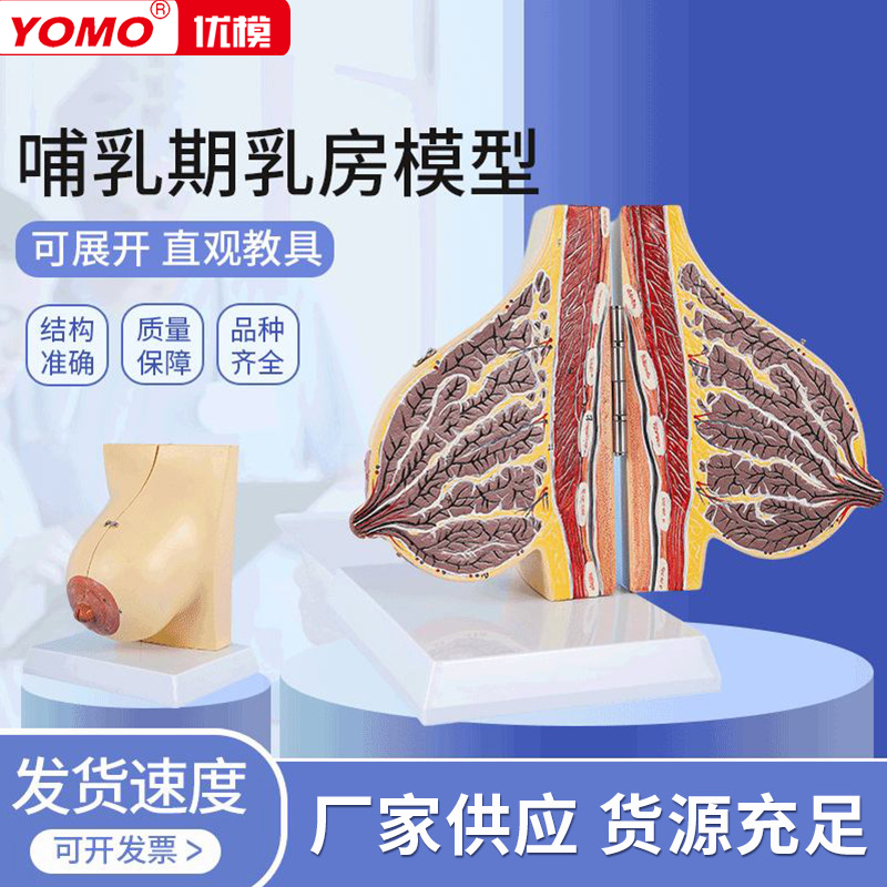优模供应哺乳期乳房模型 医学教学解剖乳房模型 人体女性胸部结构模型