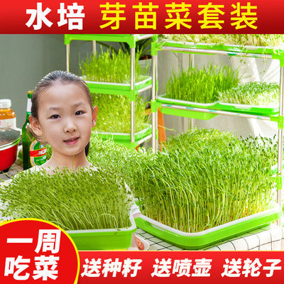 菜园兄弟芽苗菜育苗盘种植套装