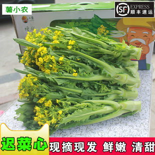 迟菜心新鲜增城高脚迟菜心小楼腊布迟菜心 现摘新鲜增城迟菜心5斤