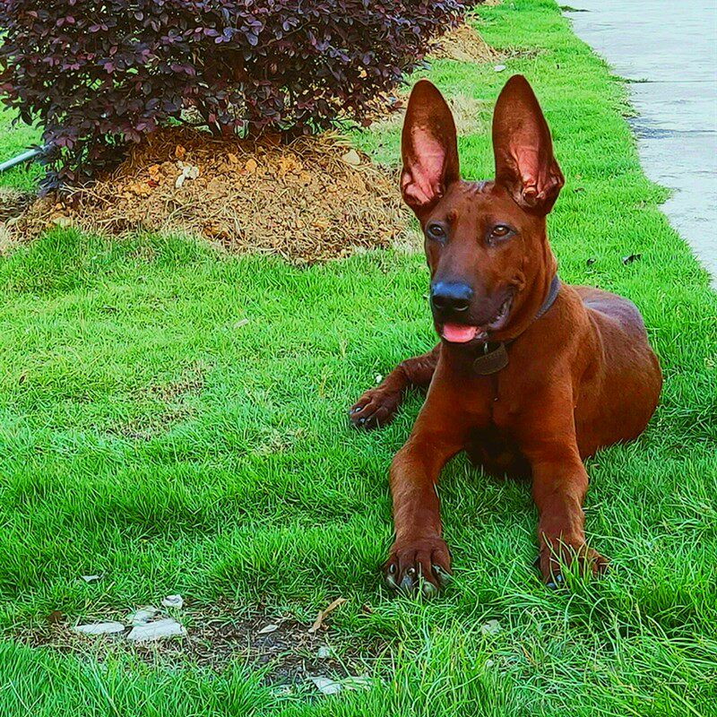 纯种红狼犬幼犬活体虎头红狼犬看家护院警犬大型犬护卫犬狼狗军犬